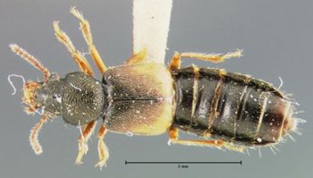Media type: image;   Entomology 24058 Aspect: habitus dorsal view